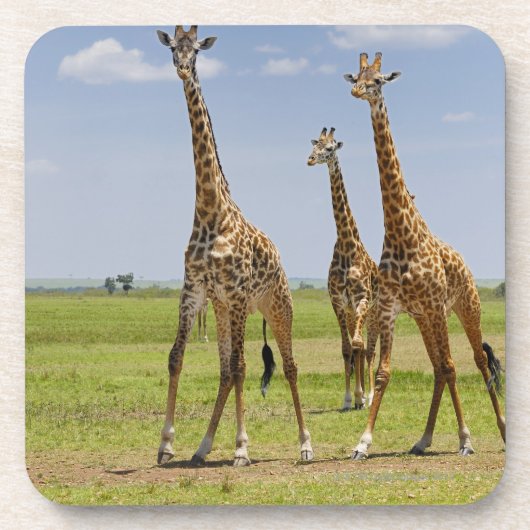 drei Masaigiraffen, Giraffa camelopardalis Untersetzer (Vorderseite)