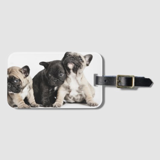 Drei Mops Welpen Gepäckanhänger (Vorderseite (Horizontal))
