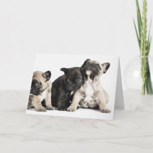 Drei Mops Welpen Karte