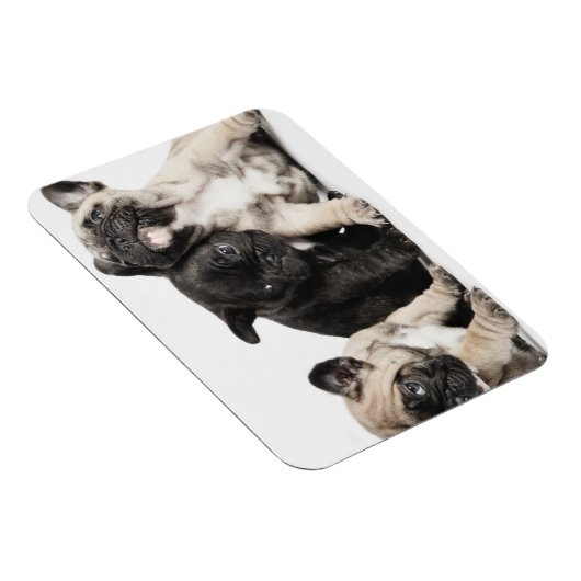 Drei Mops Welpen Magnet (Rechte Seite)