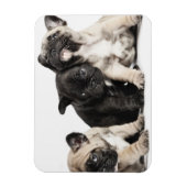 Drei Mops Welpen Magnet (Vertikal)