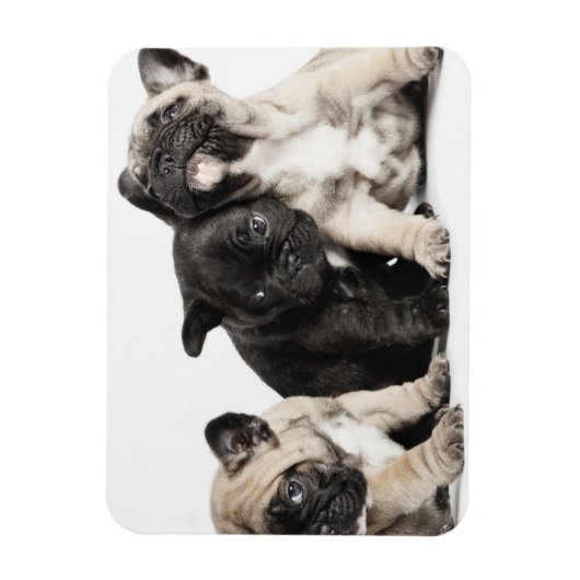 Drei Mops Welpen Magnet (Vertikal)
