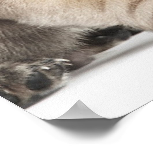 Drei Mops Welpen Poster (Ecke)