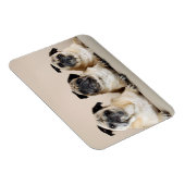 Drei Möpsen nacheinander Magnet (Rechte Seite)