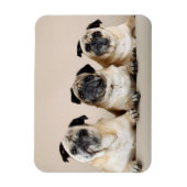 Drei Möpsen nacheinander Magnet (Vertikal)