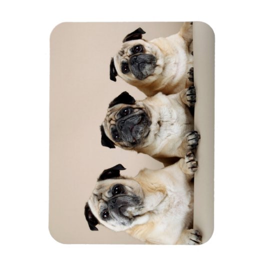 Drei Möpsen nacheinander Magnet (Vertikal)