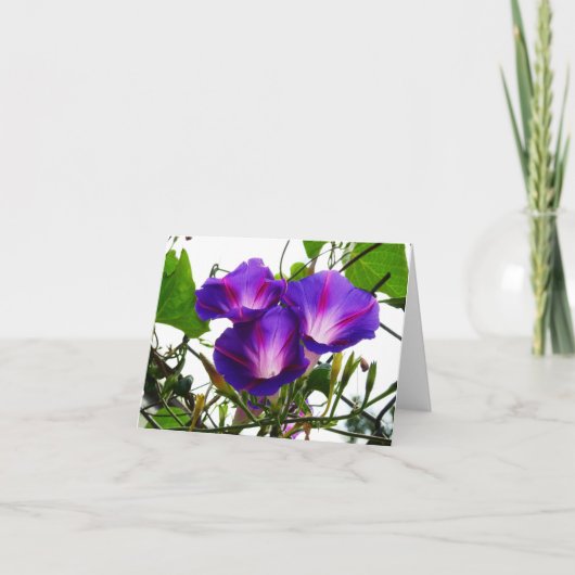 Drei Morgenglorien Karte (Vorderseite)