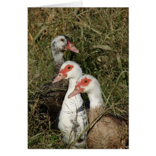 Drei Moskauer Enten (Vorne)