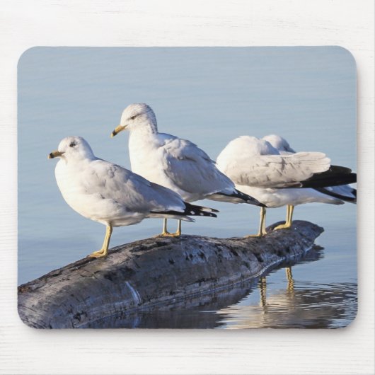 Drei Möwen auf einem Protokoll Mousepad (Vorne)