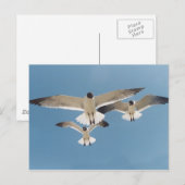 Drei Möwen Postkarte (Vorne/Hinten)