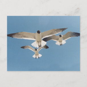 Drei Möwen Postkarte
