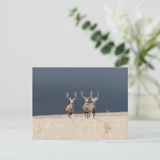 Drei Mule Deer Bucks Postkarte (Stehend Vorderseite)