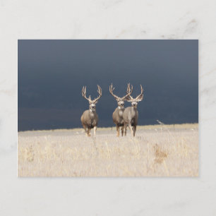 Drei Mule Deer Bucks Postkarte