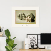 Drei Muscheln ~ Fotografisches Drucken Poster (Heimbüro)