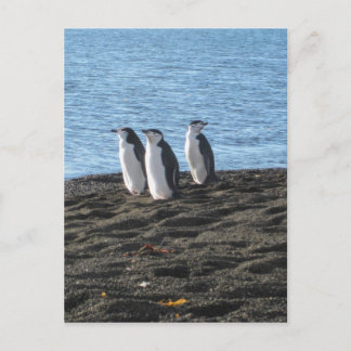 Drei neugierige Pinguine Postkarte