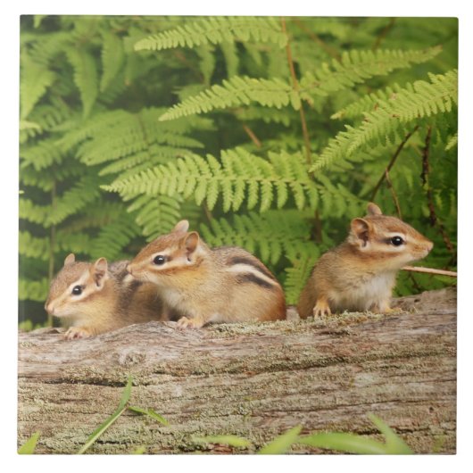 Drei niedliche BabyChipmunks Fliese (Vorderseite)