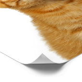 Drei Niedliche Ginger Cat Kittens Friends Head Fot Poster (Ecke)
