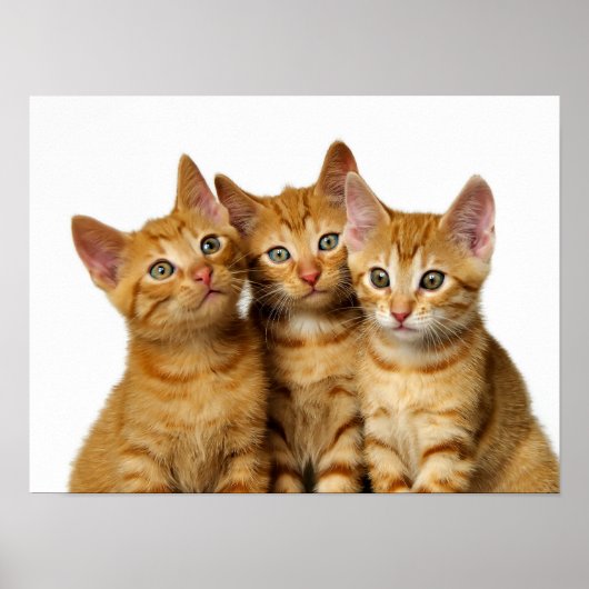Drei Niedliche Ginger Cat Kittens Friends Head Fot Poster (Vorne)