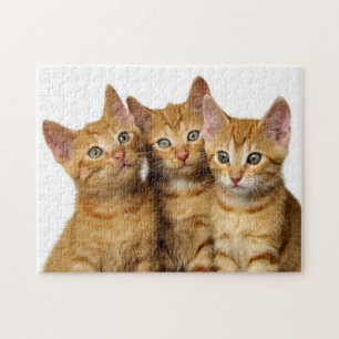 Drei Niedliche Ginger Cat Kittens Friends Head Fot Puzzle
