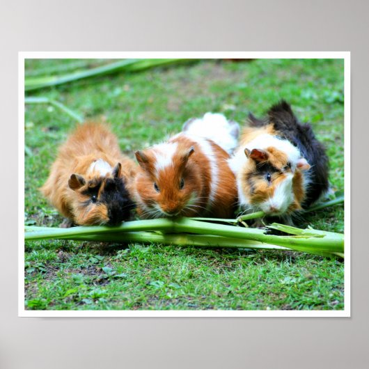 Drei Niedliche Guinea Schweine in einer Row Eating Poster (Vorne)