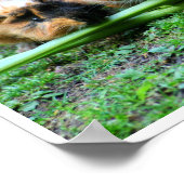 Drei Niedliche Guinea Schweine in einer Row Eating Poster (Ecke)