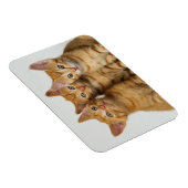 Drei niedliche Ingwer-Kätzchen nebeneinander Magnet (Rechte Seite)