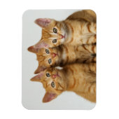 Drei niedliche Ingwer-Kätzchen nebeneinander Magnet (Vertikal)