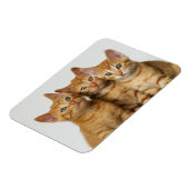 Drei niedliche Ingwer-Kätzchen nebeneinander Magnet (Linke Seite)