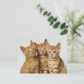 Drei niedliche Ingwer-Kätzchen nebeneinander Postkarte (Stehend Vorderseite)