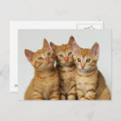 Drei niedliche Ingwer-Kätzchen nebeneinander Postkarte (Vorne/Hinten)