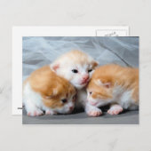 Drei niedliche kleine Kätzchen Foto Postkarte (Vorne/Hinten)
