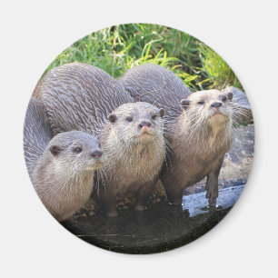 Drei Niedliche Otters Wildlife Fotografy Magnet