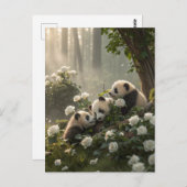 Drei Niedliche Pandas Postkarte (Vorne/Hinten)