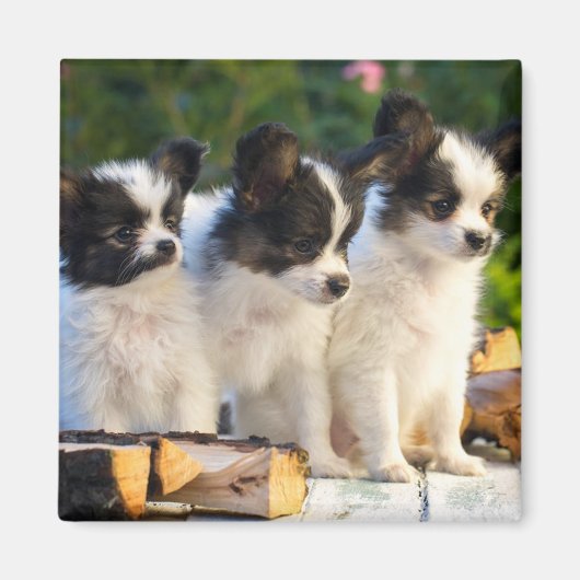 Drei Niedliche Papillon Puppas Magnet (Vorne)