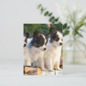 Drei Niedliche Papillon Puppas Postkarte (Stehend Vorderseite)