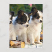 Drei Niedliche Papillon Puppas Postkarte (Vorderseite)