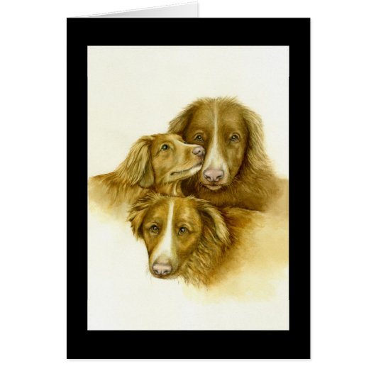 Drei Nova Scotia Duck Tolle Retrievers-Karte (Vorne)