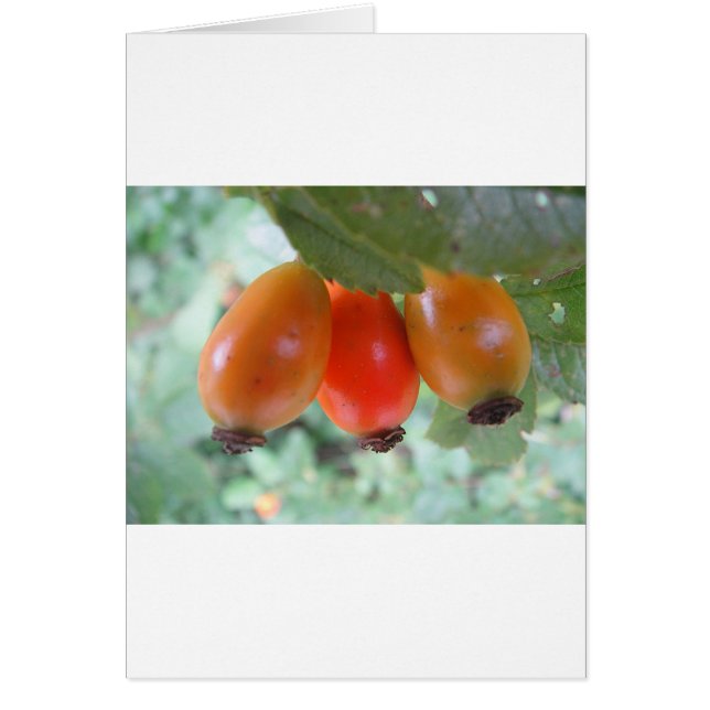 Drei orange Hagebutten (Vorne)