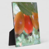Drei orange Hagebutten Fotoplatte (Seite)