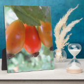 Drei orange Hagebutten Fotoplatte (Seite)