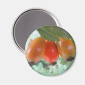 Drei orange Hagebutten Magnet (Vorderseite/Rückseite)