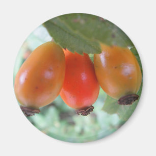 Drei orange Hagebutten Magnet