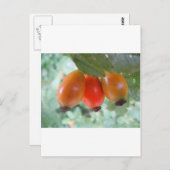 Drei orange Hagebutten Postkarte (Vorne/Hinten)