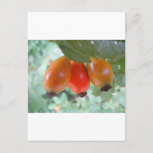 Drei orange Hagebutten Postkarte (Vorderseite)