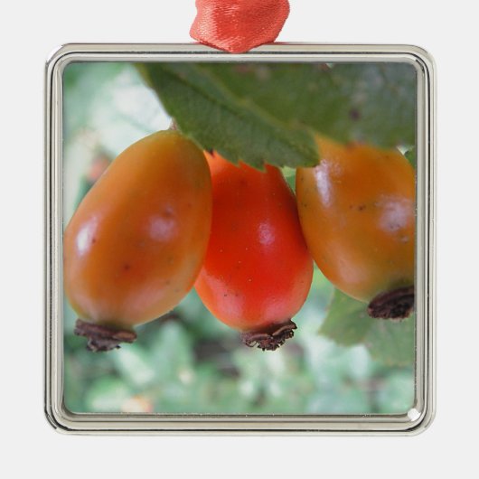 Drei orange Hagebutten Silbernes Ornament (Vorne)