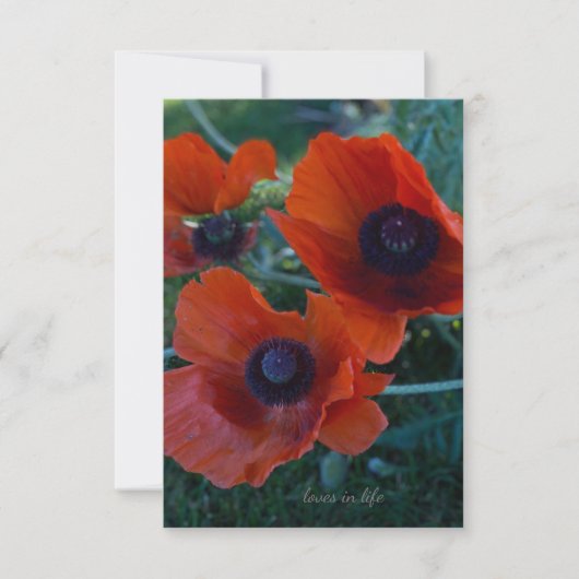 Drei Orange Oriental Poppies Mitteilungskarte (Vorderseite)
