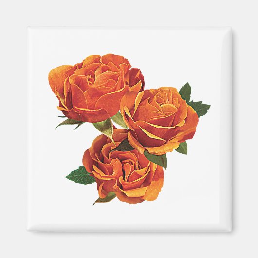 Drei orange Rose Magnet (Vorne)