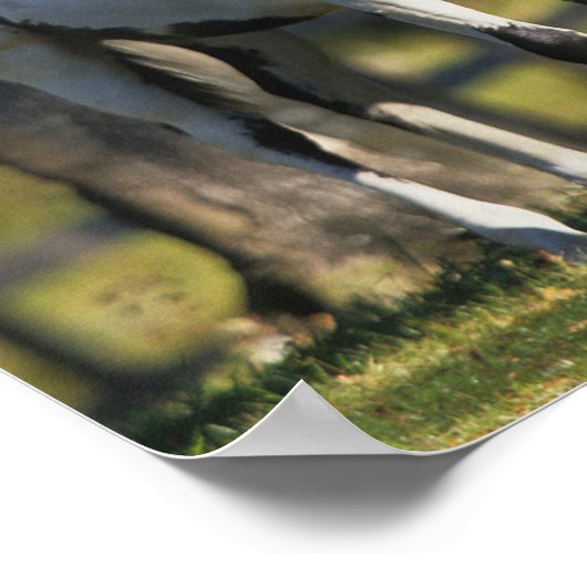 Drei Paint Pferde Stehend Poster (Ecke)