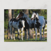 Drei Paint Pferde Stehend Postkarte (Vorderseite)