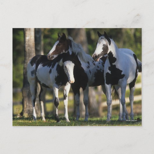 Drei Paint Pferde Stehend Postkarte (Vorderseite)
